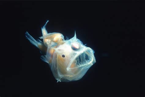 Anglerfish