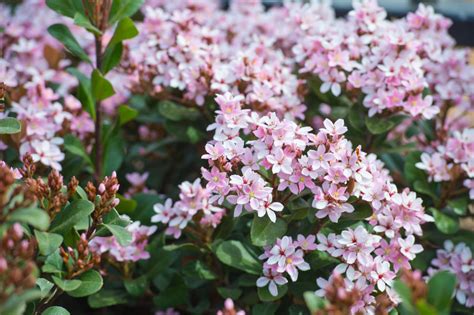 Indian Hawthorn: Plant Care & Growing Guide