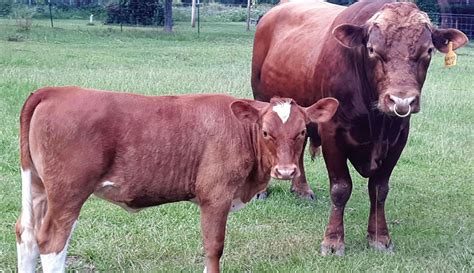 Breed Profile: Get To Know The Beefalo! - Hobby Farms