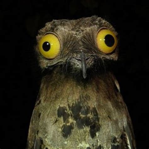 Funniest Looking Animals In The World