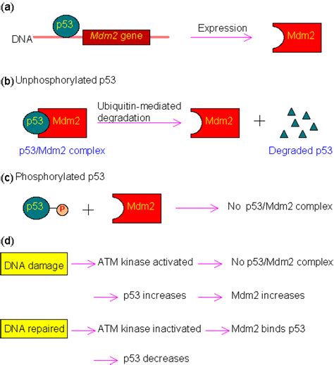 Primary information of p53 gene