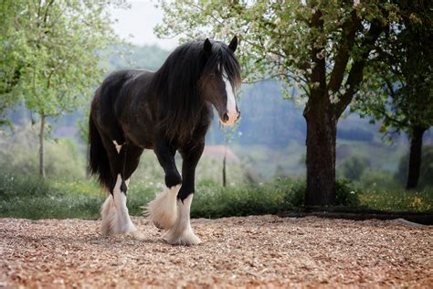 Shire – the tallest horse breed in the world - EQUISHOP Equestrian Shop