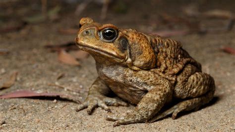 Australia: How 'bin chickens' learnt to wash poisonous cane toads - BBC ...