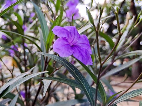 Purple ruellia tuberosa, minnieroot, fever root, snapdragon root, lamb ...