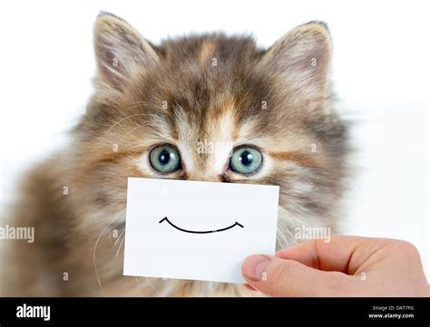 funny kitten portrait with smile on card Stock Photo - Alamy