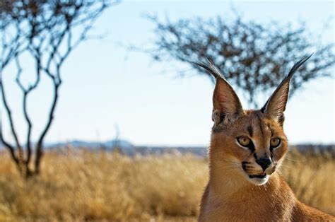 Baby Caracal African Lynx In Wildlife Photograph by Ignacio Palacios ...