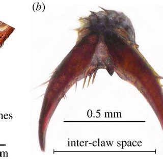 Cricket leg structure. (a) Image of a cricket leg. (b) Frontal view of ...