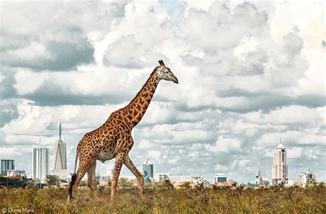 Nairobi National Park - Africa Geographic