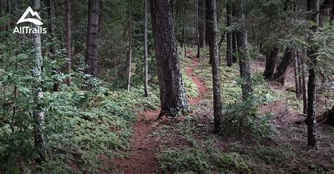 10 Best hikes and trails in Portola Redwoods State Park | AllTrails