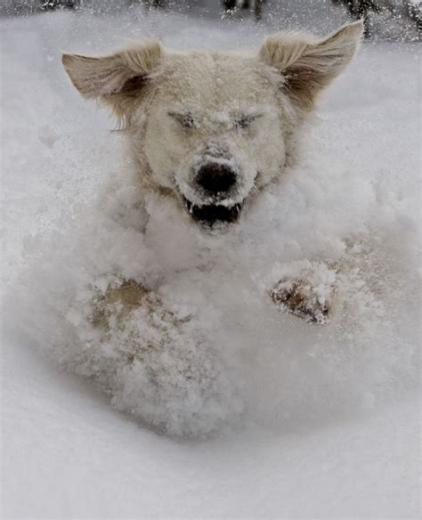 Funny Animal Snow Pictures