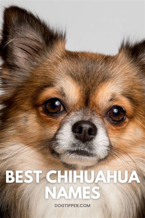 180 Best Chihuahua Names for Your New Fur Baby!