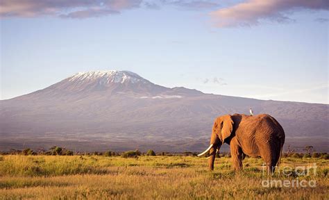 Elephant And Kilimanjaro Photograph by Wldavies - Fine Art America