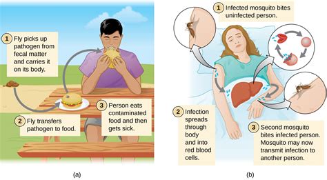 Modes of Disease Transmission | Microbiology