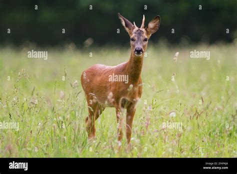 Young Roebuck with small, irregular antlers Stock Photo - Alamy