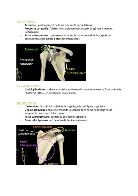 SOLUTION: Chapitre 2 La ceinture scapulaire Anatomie - Studypool