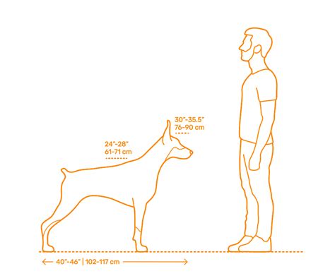 Doberman Pinscher Dimensions & Drawings | Dimensions.Guide