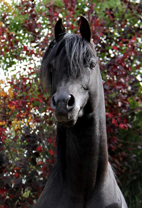 Black Arabian Horse Images