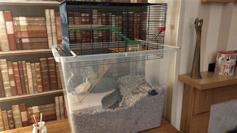 Habitat upgrade! : r/gerbil