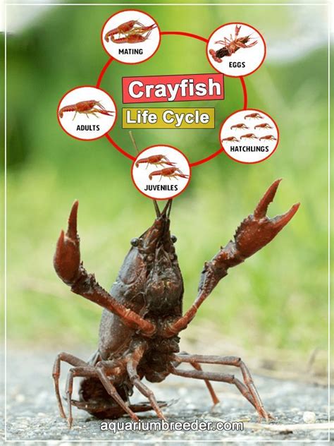 Breeding and Life Cycle of Crayfish in 2023 | Crayfish, Catfish farming ...