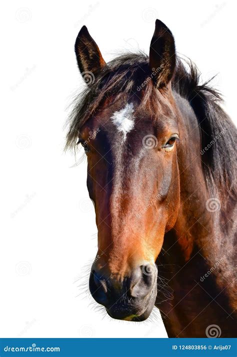 97,108 Horse Head Stock Photos - Free & Royalty-Free Stock Photos from ...