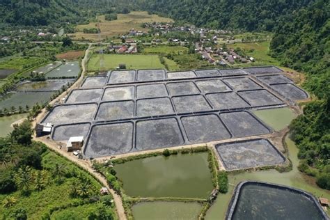 4 Types of Vannamei Shrimp Farms You Have to Know - DELOS Aqua