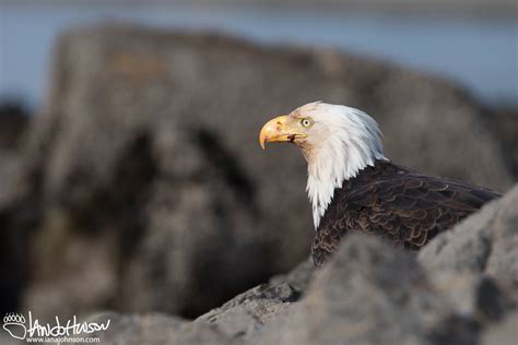 Prince of Wales Island: The Wildlife and Birds — Destination: Wildlife™