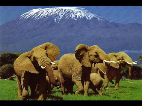 Elephants of Kilimanjaro - YouTube