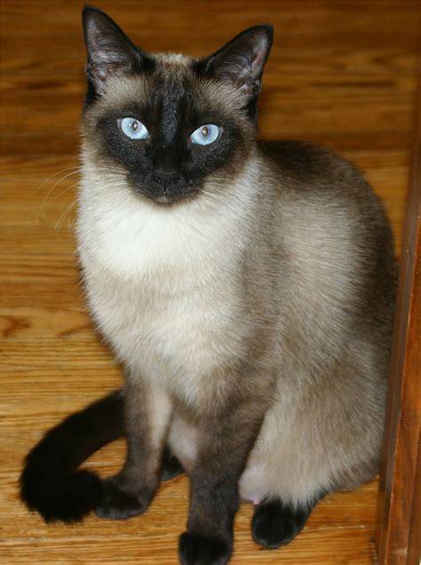 Siamese cats | Cute Cats