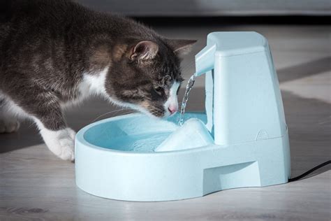 The Best Cat Water Fountain | Reviews, Ratings, Comparisons