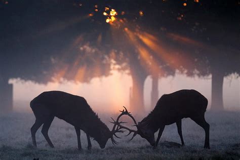 Deer Hunting Backgrounds, deer fall HD wallpaper | Pxfuel