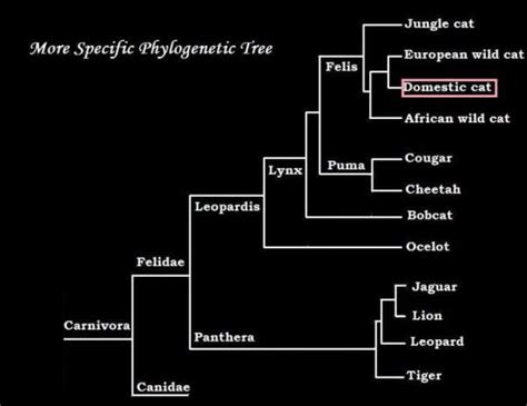 Feline family tree | phylogenetic tree made by me on 'paint ...