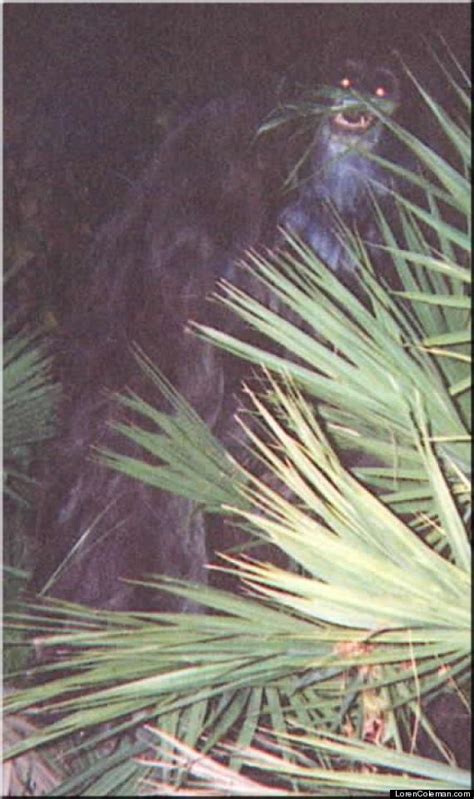 Is this a picture of Florida’s infamous skunk ape? | O-T Lounge