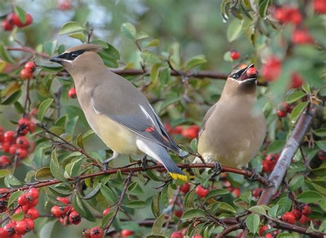 Cedar Waxwing Facts, Habitat, Diet, Life Cycle, Baby, Pictures