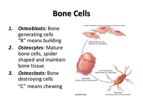 Bone cells | Human anatomy and physiology, Nursing school inspiration ...