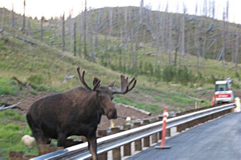 Animals get a helping hand across the road with new federal Wildlife ...