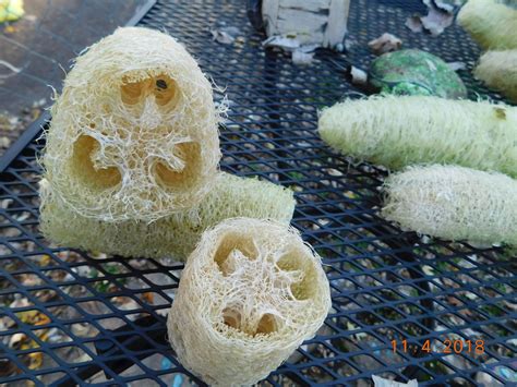 Luffa Seeds, Loofah Seeds by Little Sprouts - Etsy