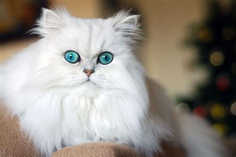 22 Long-Haired Cat Breeds to Swoon Over