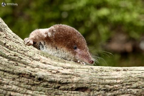 Common Shrew Facts: Appearance Habitat, Evolution and Breeding - NYK Daily