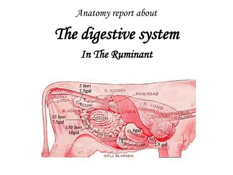 Ruminant Digestive System Cow Ppt - All About Cow Photos