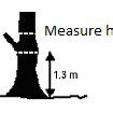 Dbh measurement position for an inclined tree. | Download Scientific ...