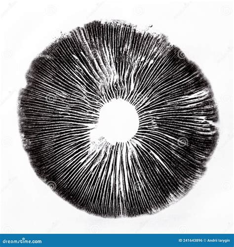 Cubensis spore print stock photo. Image of bolbitiaceae - 241643896