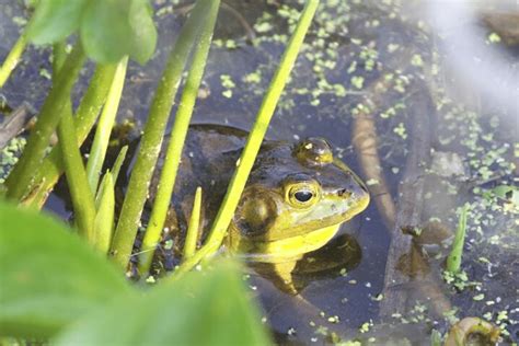 American bullfrog - Invasive Species Council of British Columbia