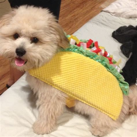 Dogs and Cats Wearing Taco Costumes | Riot Fest