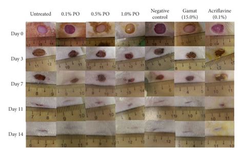 Gross observations of wound healing progression of 8 mm in diameter of ...