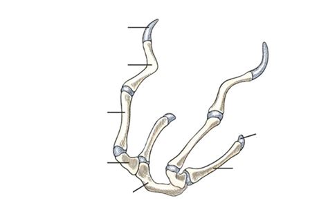 Dog hyoid apparatus Diagram | Quizlet