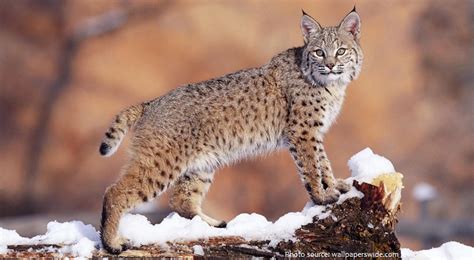 Interesting facts about bobcats | Just Fun Facts