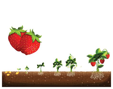 The cycle of growth of a strawberry plant. Strawberry plant growth ...