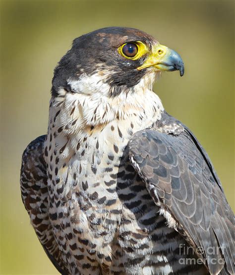 Peregrine Falcon Closeup Photograph by Michael R Erwine - Fine Art America