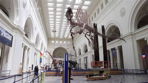 Spinosaurus makes debut at Chicago's Field Museum