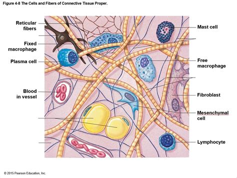 Connective Tissue intro (functions, con. tis. proper cell population ...